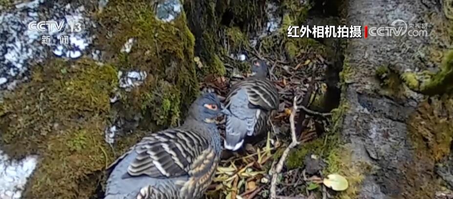 哈巴雪山監(jiān)測到多種珍稀保護(hù)動(dòng)物 生物多樣性保護(hù)成效明顯(圖2)