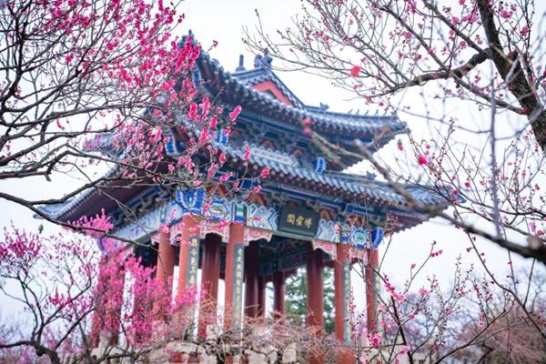 2024中國南京國際梅花節(jié)詳細(xì)游玩攻略