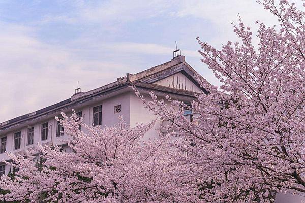 2024武大櫻花預約官網地址、門票及開放時間介紹