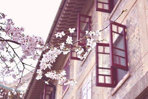 2024武大櫻花預約官網地址、門票及開放時間介紹