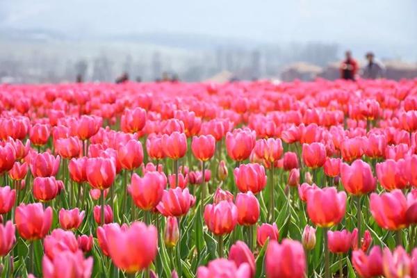 2024年?yáng)|西湖郁金香主題公園什么時(shí)候開(kāi)園