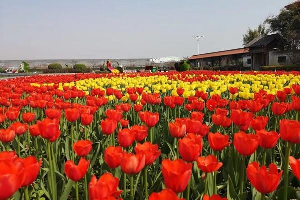 2024年?yáng)|西湖郁金香主題公園什么時(shí)候開(kāi)園