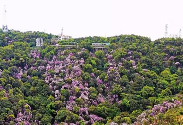 國內(nèi)春天賞花最佳地點