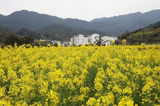 國內(nèi)春天賞花最佳地點