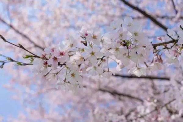 2024無(wú)錫櫻花花期預(yù)報(bào) 無(wú)錫櫻花什么時(shí)候開花