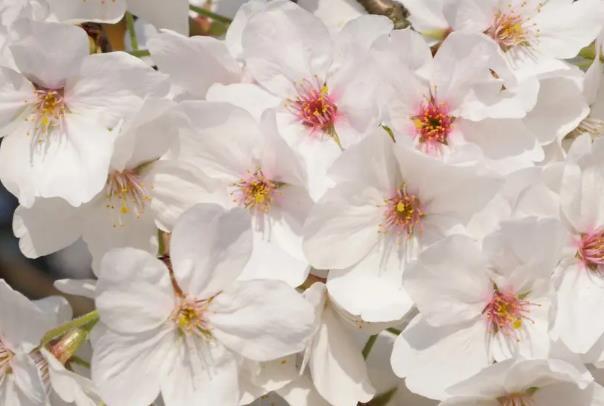 2024無(wú)錫櫻花花期預(yù)報(bào) 無(wú)錫櫻花什么時(shí)候開花