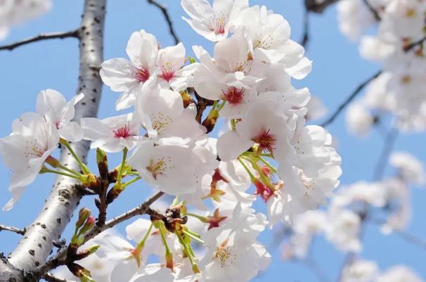 2024無(wú)錫櫻花花期預(yù)報(bào) 無(wú)錫櫻花什么時(shí)候開花