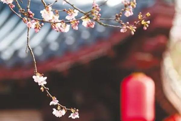 武漢東湖櫻花最佳觀賞時(shí)間2024