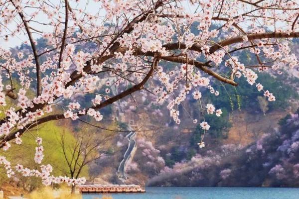 2024水長城桃花開了嗎？什么時候開？